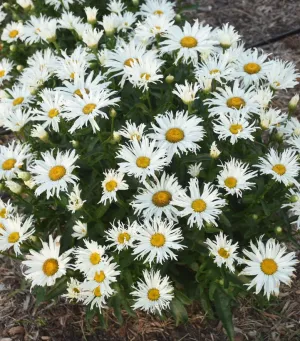 Amazing Daisies® Spun Silk Shasta Daisy