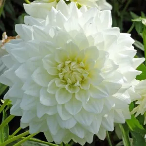 Dahlia 'White Perfection'