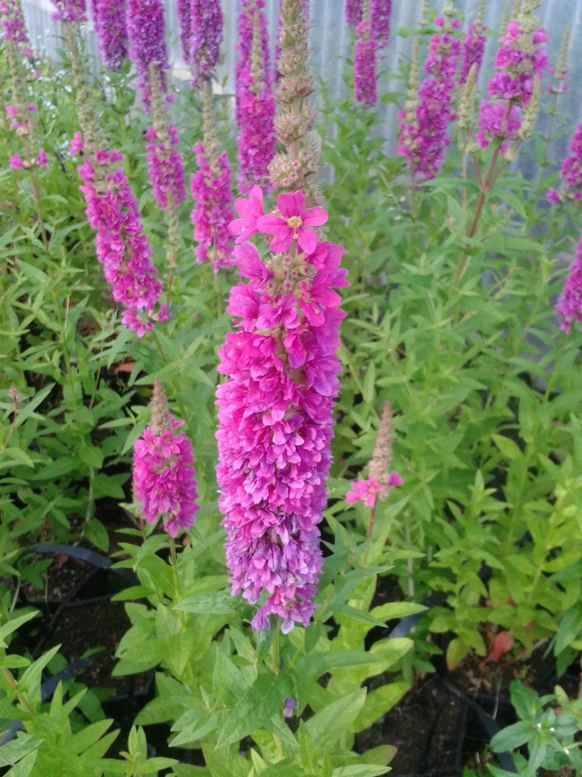 Loosestrife (Lythrum salicaria 'Robert')