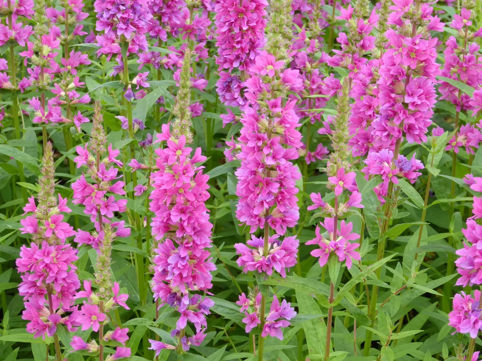 Loosestrife (Lythrum salicaria 'Robert')