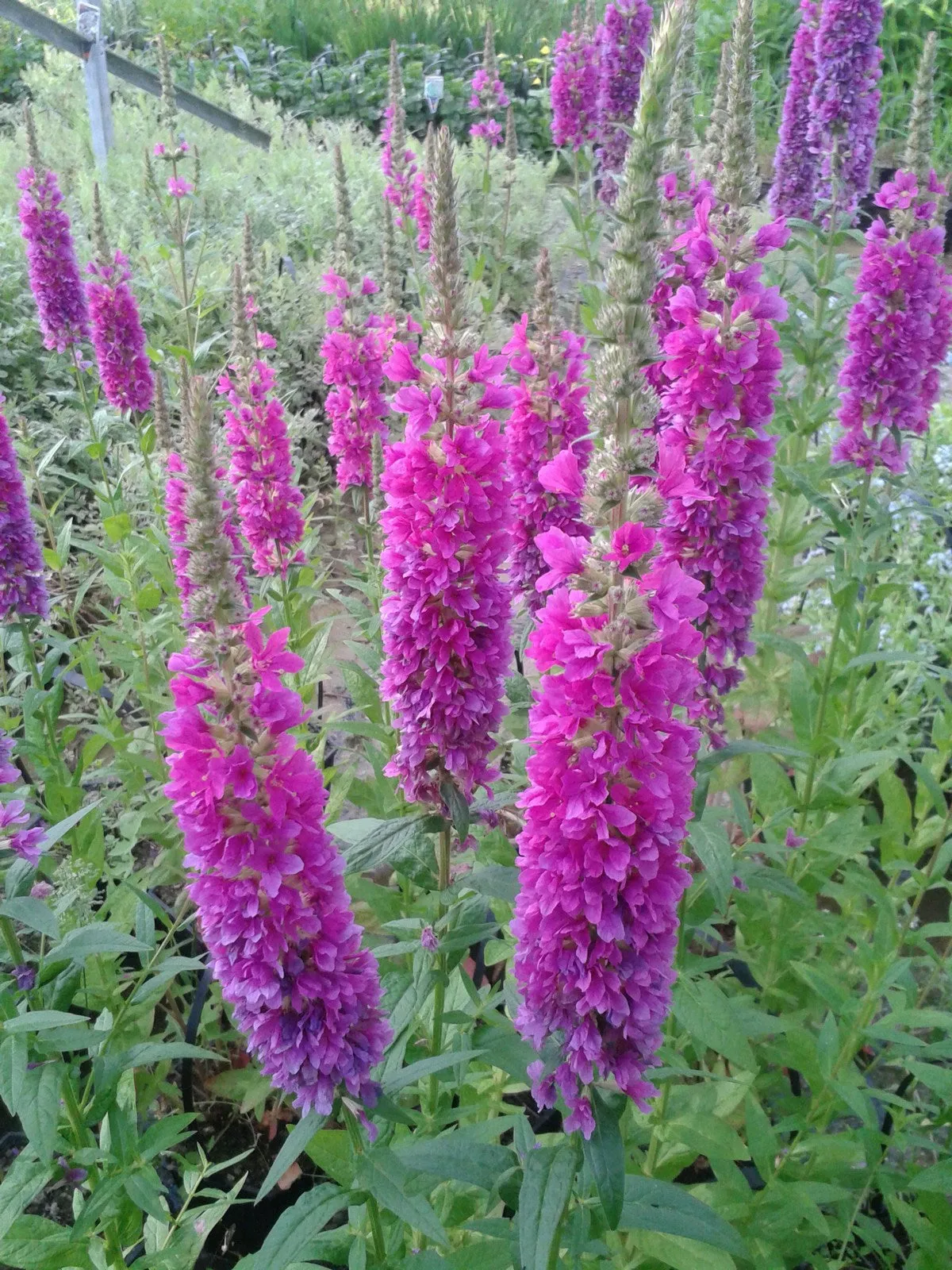 Loosestrife (Lythrum salicaria 'Robert')